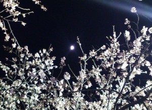 夜の千本桜　01